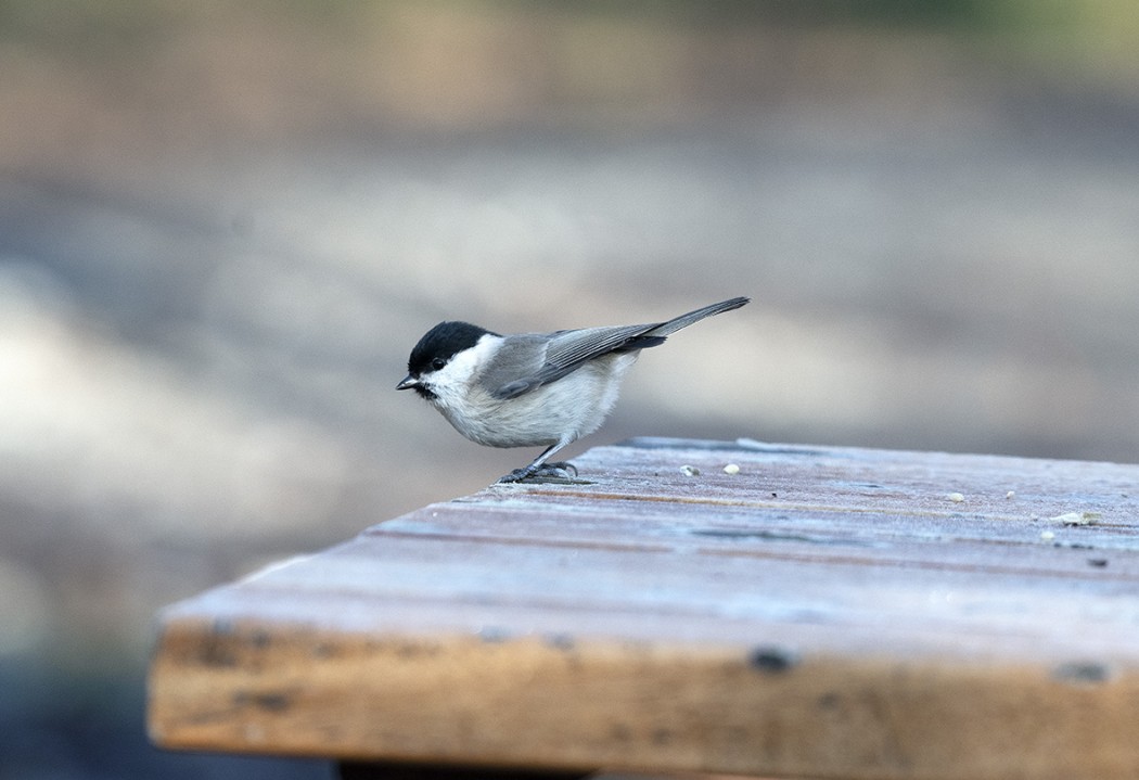 Marsh Tit