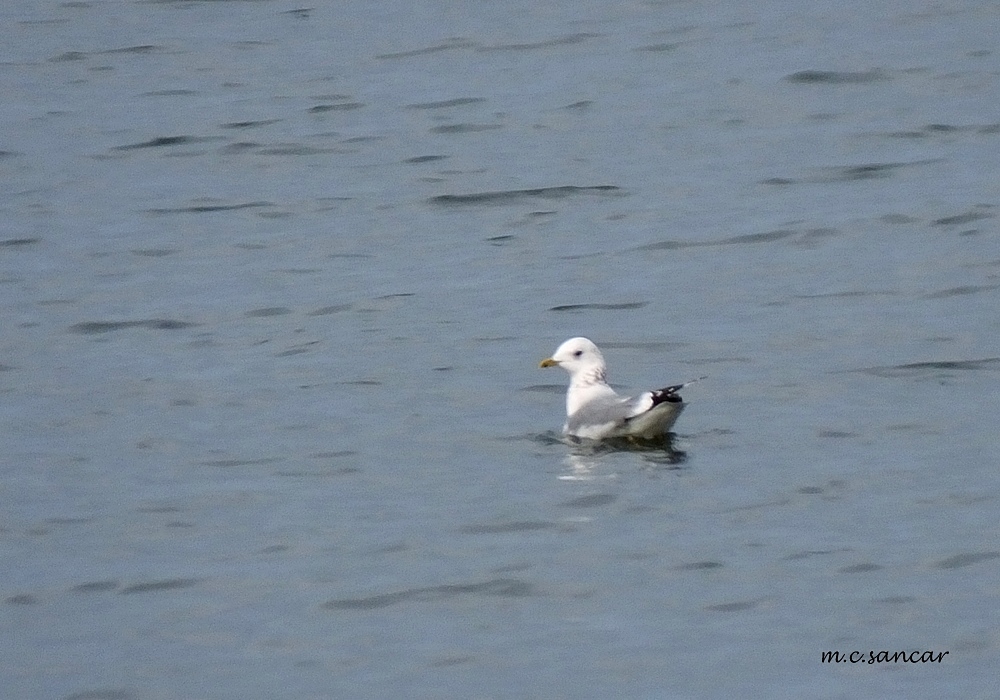 Common Gull