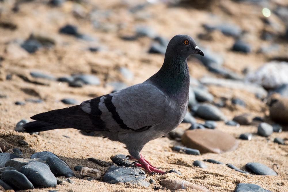 Rock Dove