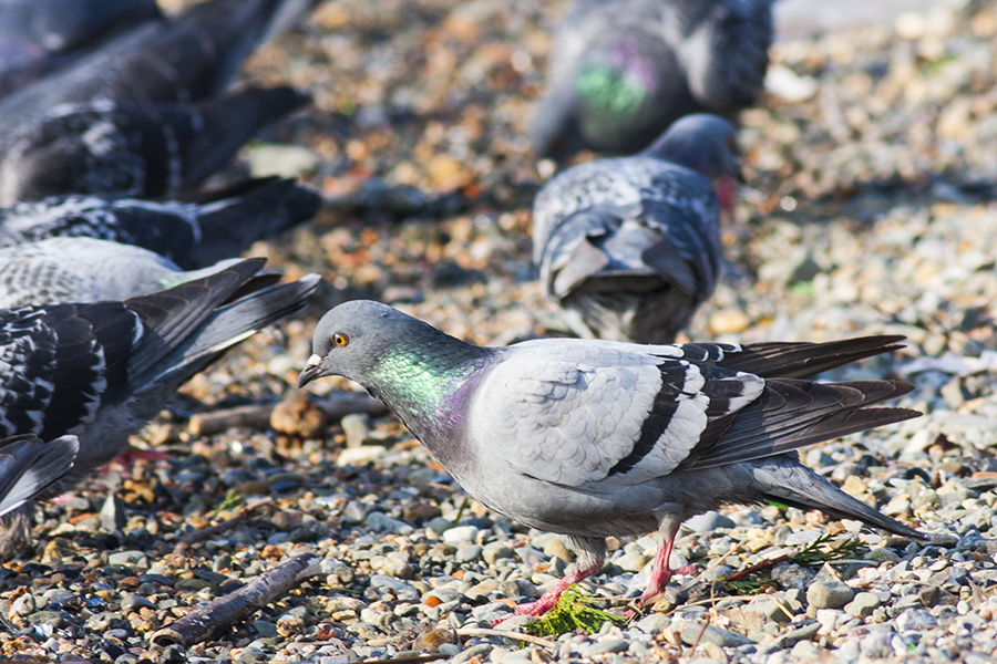 Rock Dove
