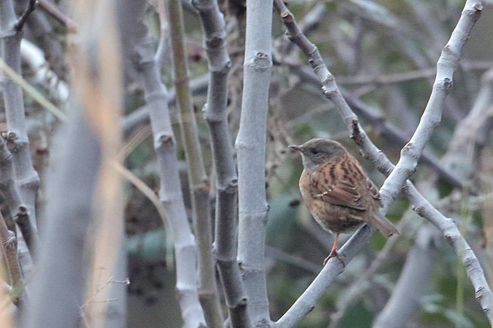 Dunnock