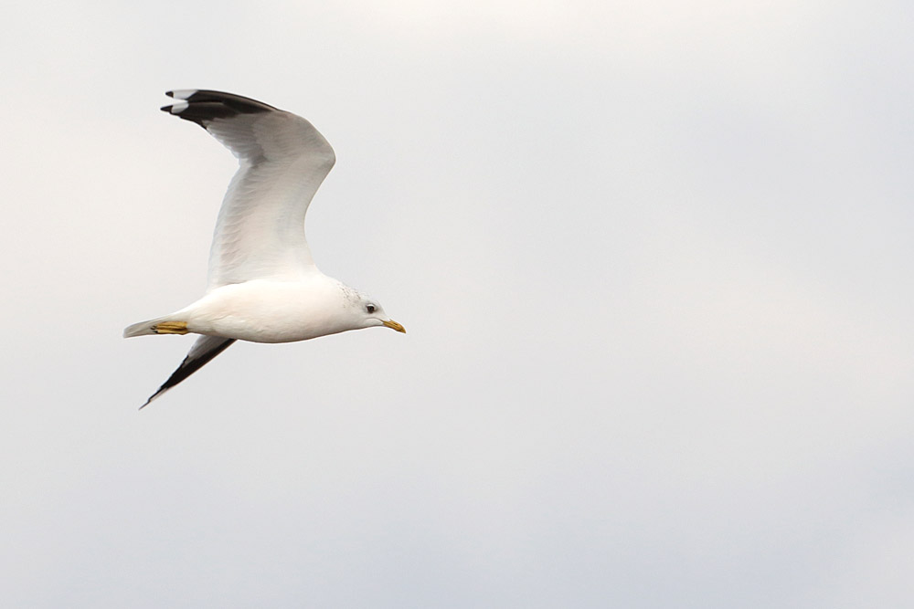 Mew Gull