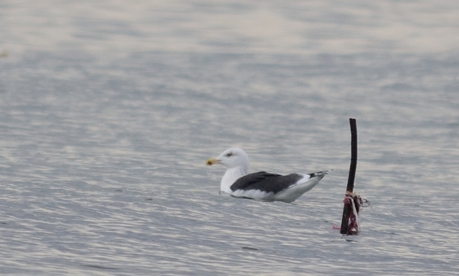 Great Black-backed Gull