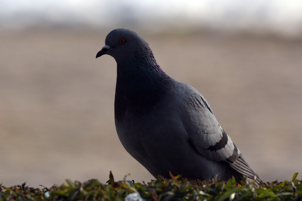 Rock Dove