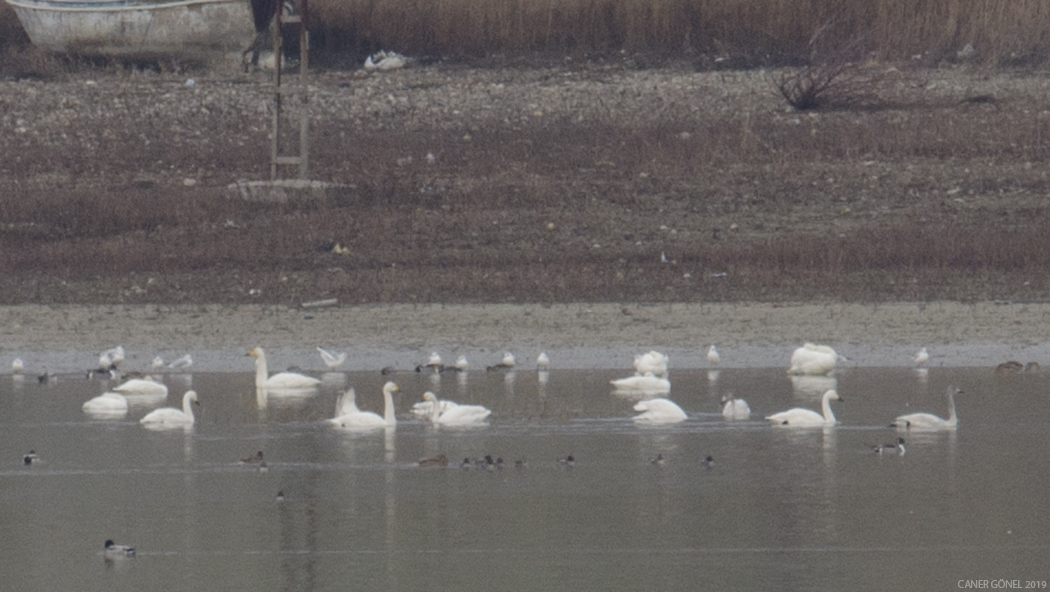 Tundra Swan