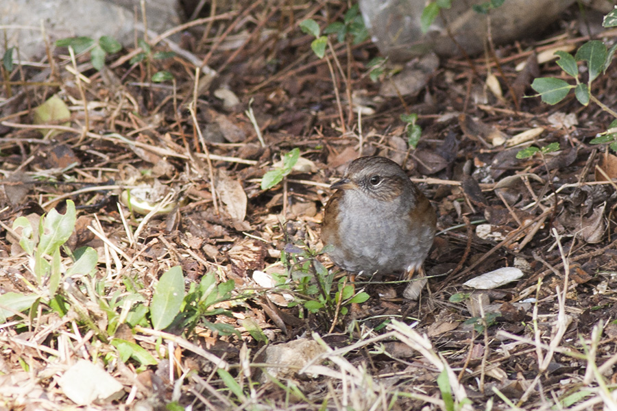 Dunnock