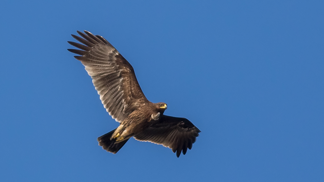 Greater Spotted Eagle