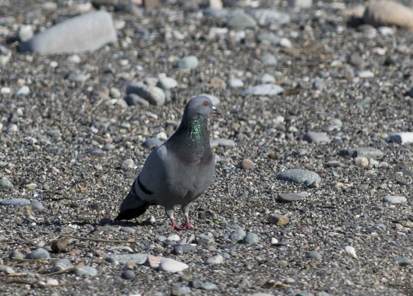 Rock Dove