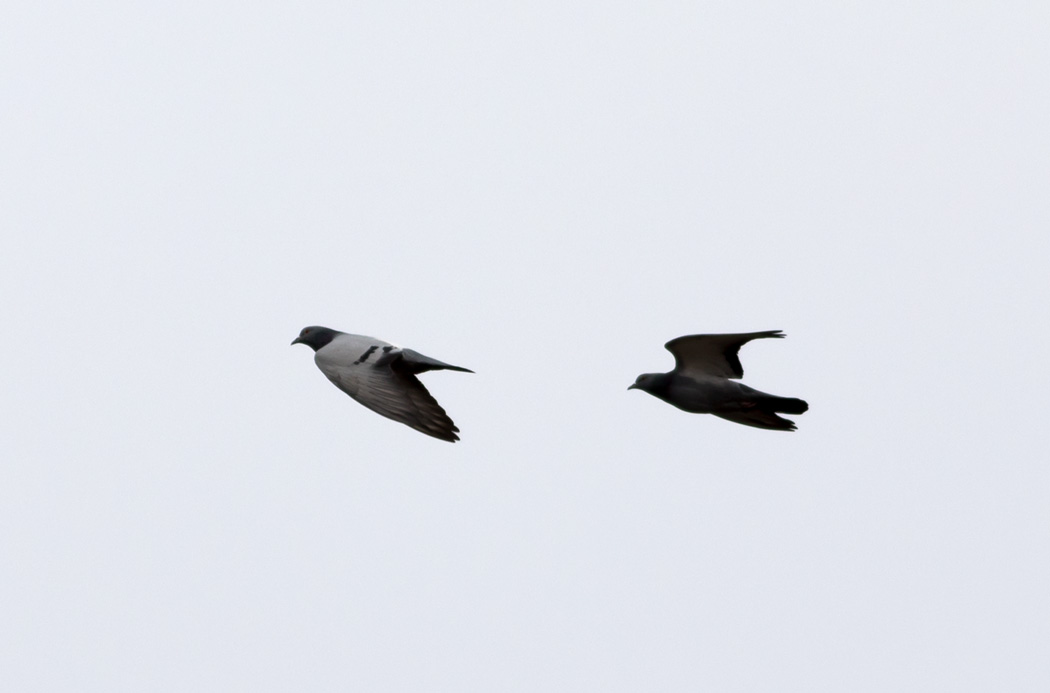 Rock Dove