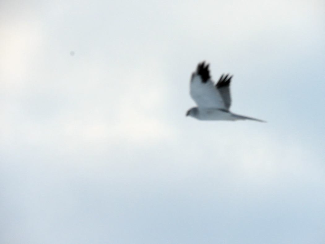 Pallid Harrier