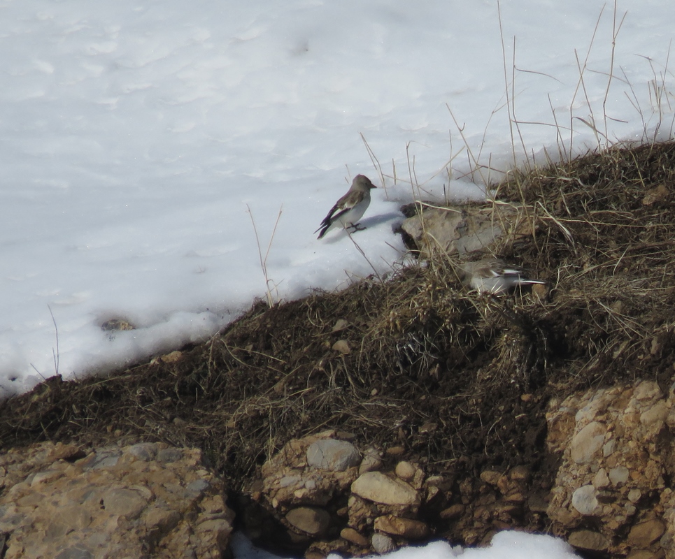 White-winged Snowfinch