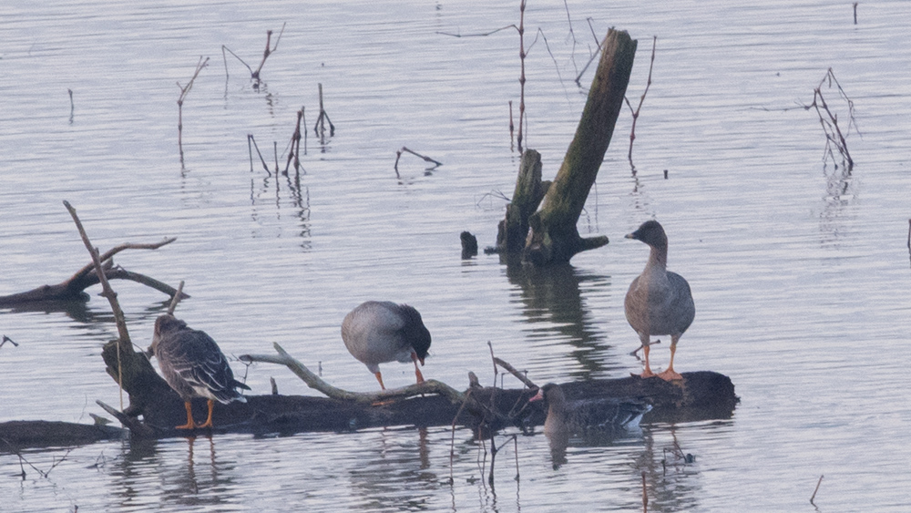 Greater White-fronted Goose