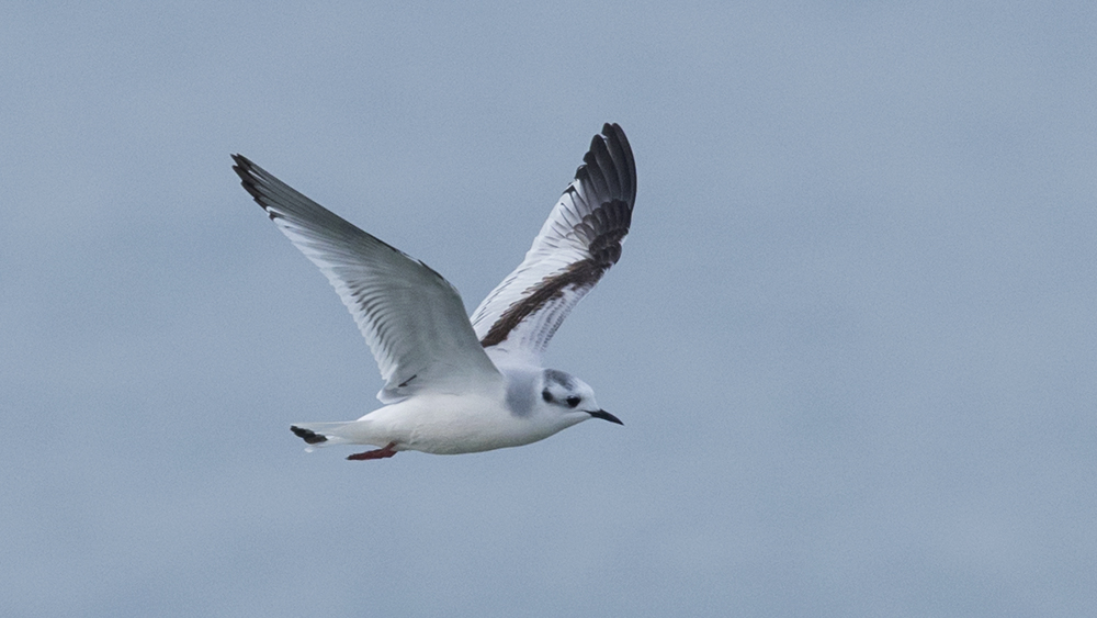 Little Gull
