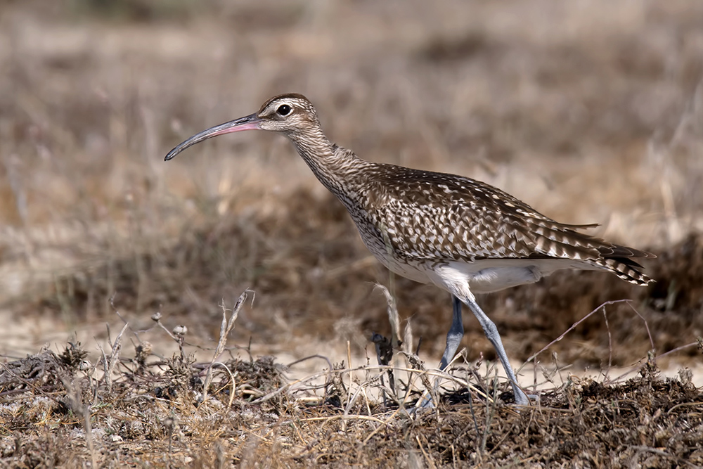 Eurasian Whimbrel