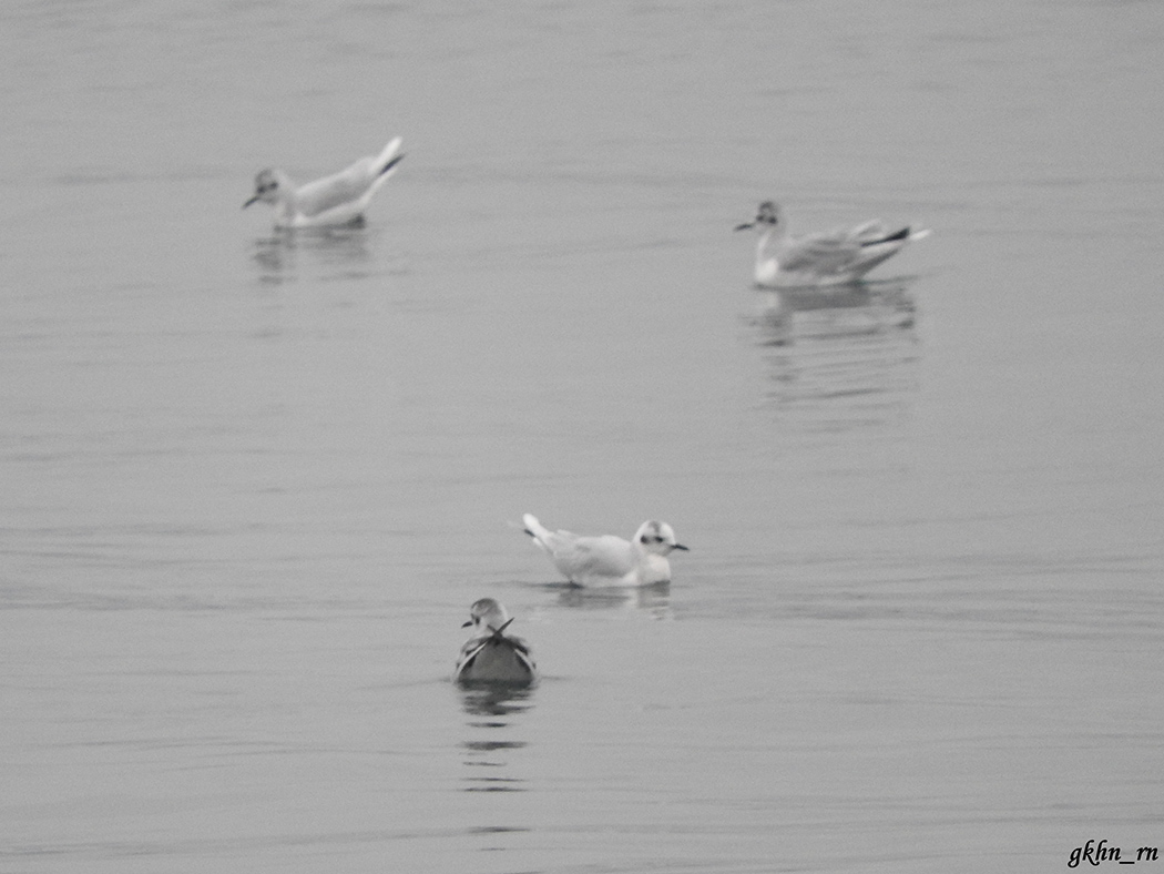 Little Gull
