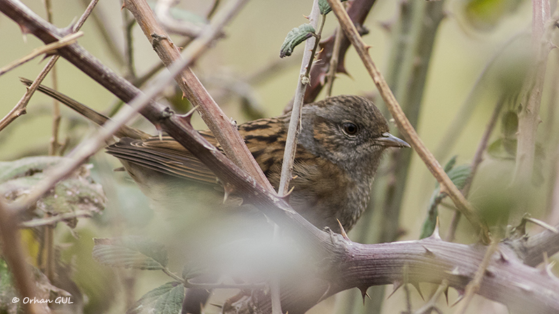 Dunnock