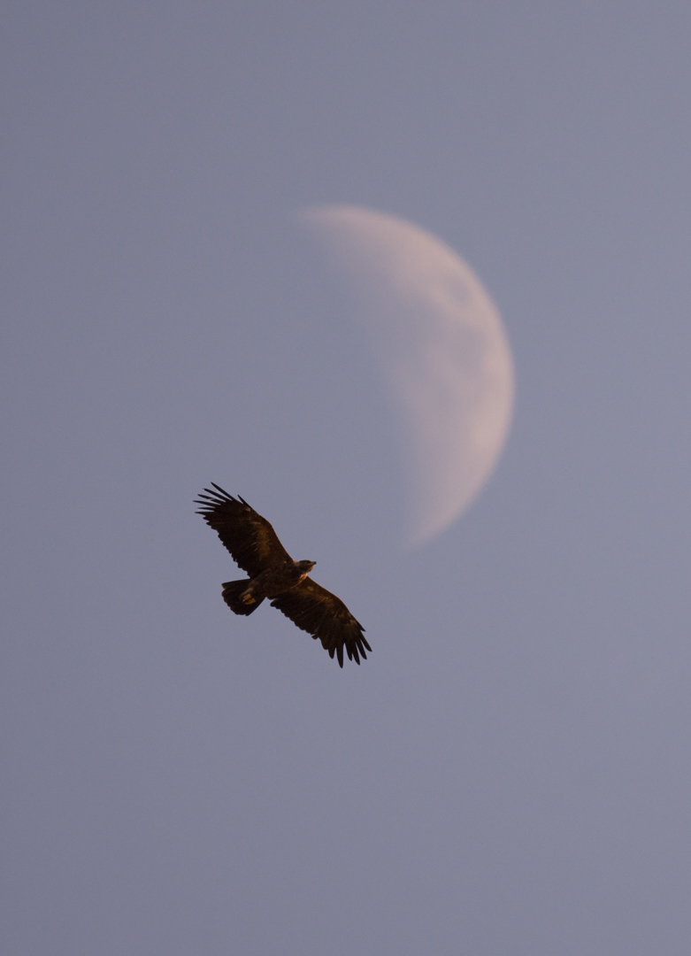 Lesser Spotted Eagle