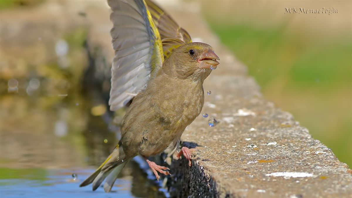 European Greenfinch