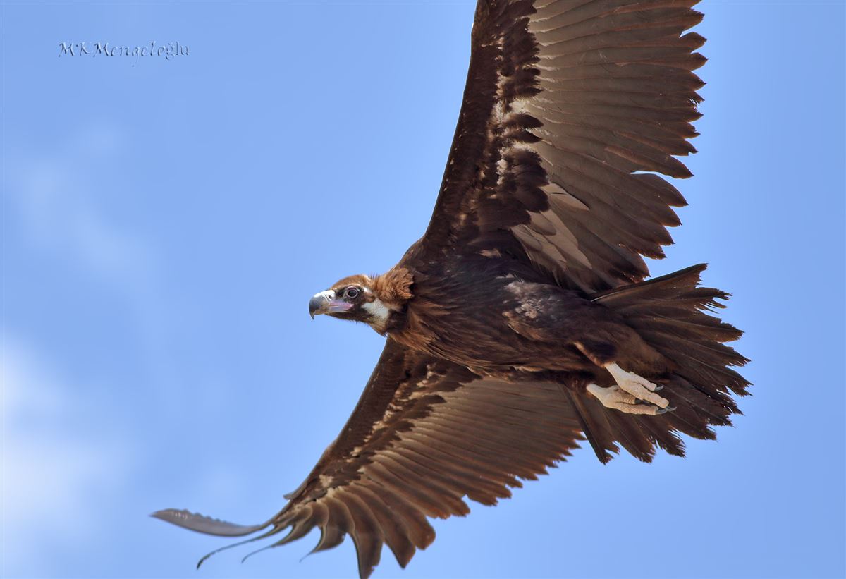 Cinereous Vulture