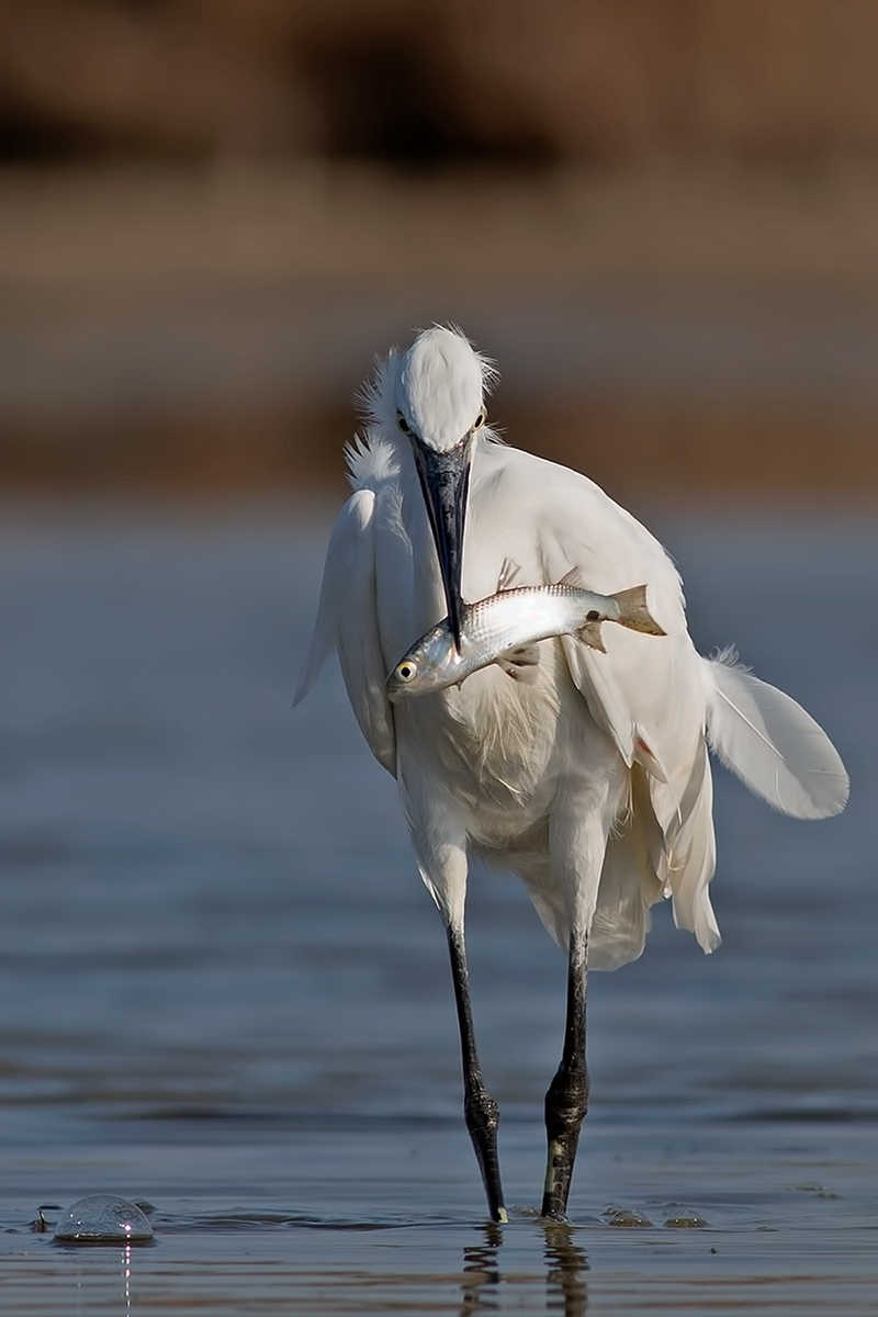 Little Egret