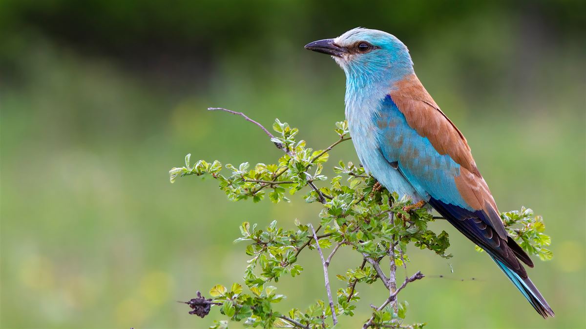 European Roller