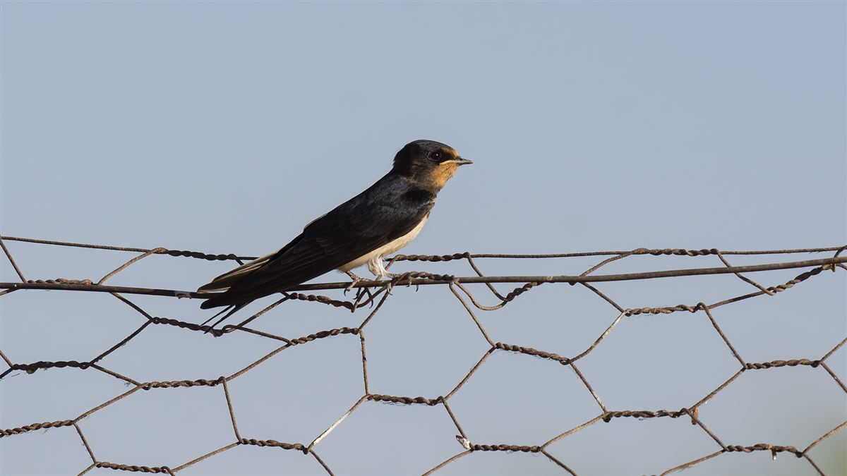 Barn Swallow