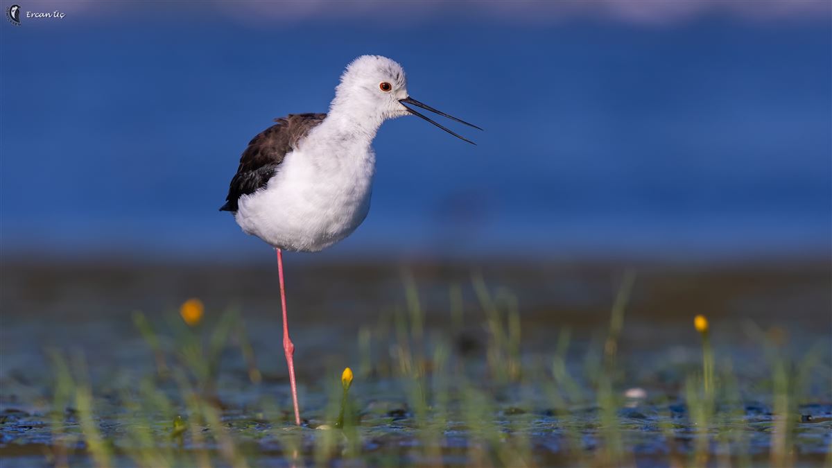 Black-winged Stilt