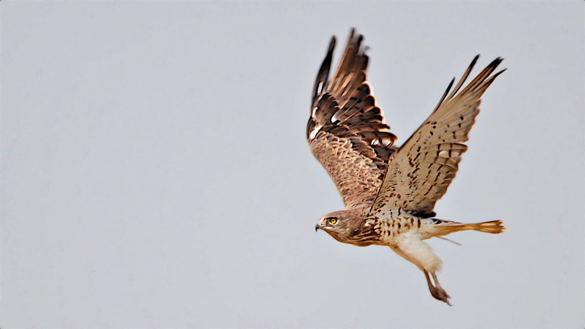 Short-toed Snake Eagle
