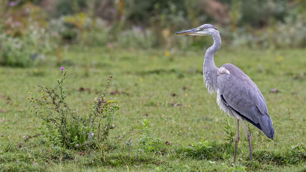 Grey Heron