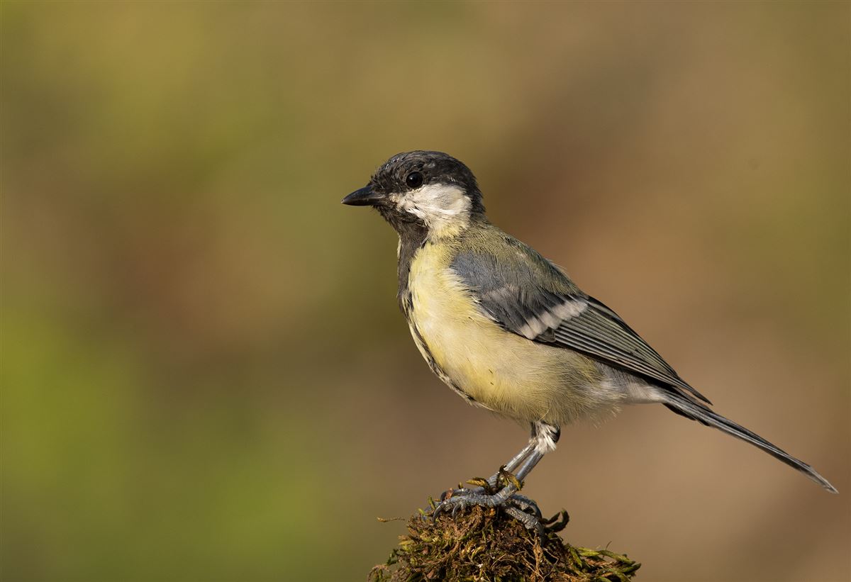 Great Tit