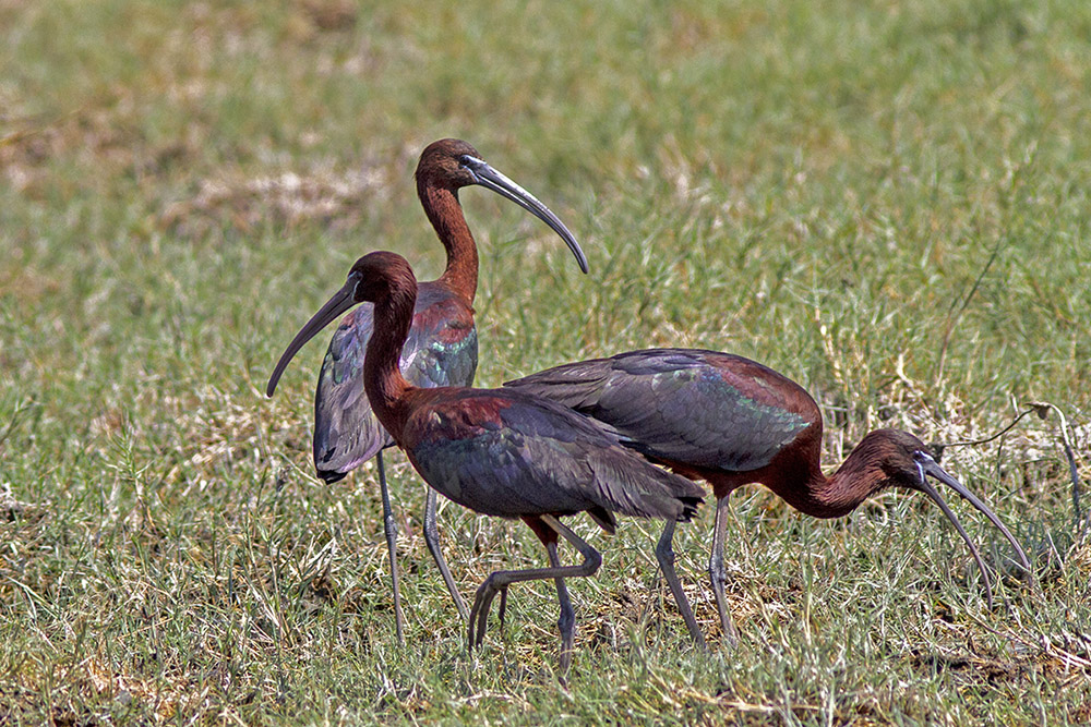 Glossy Ibis