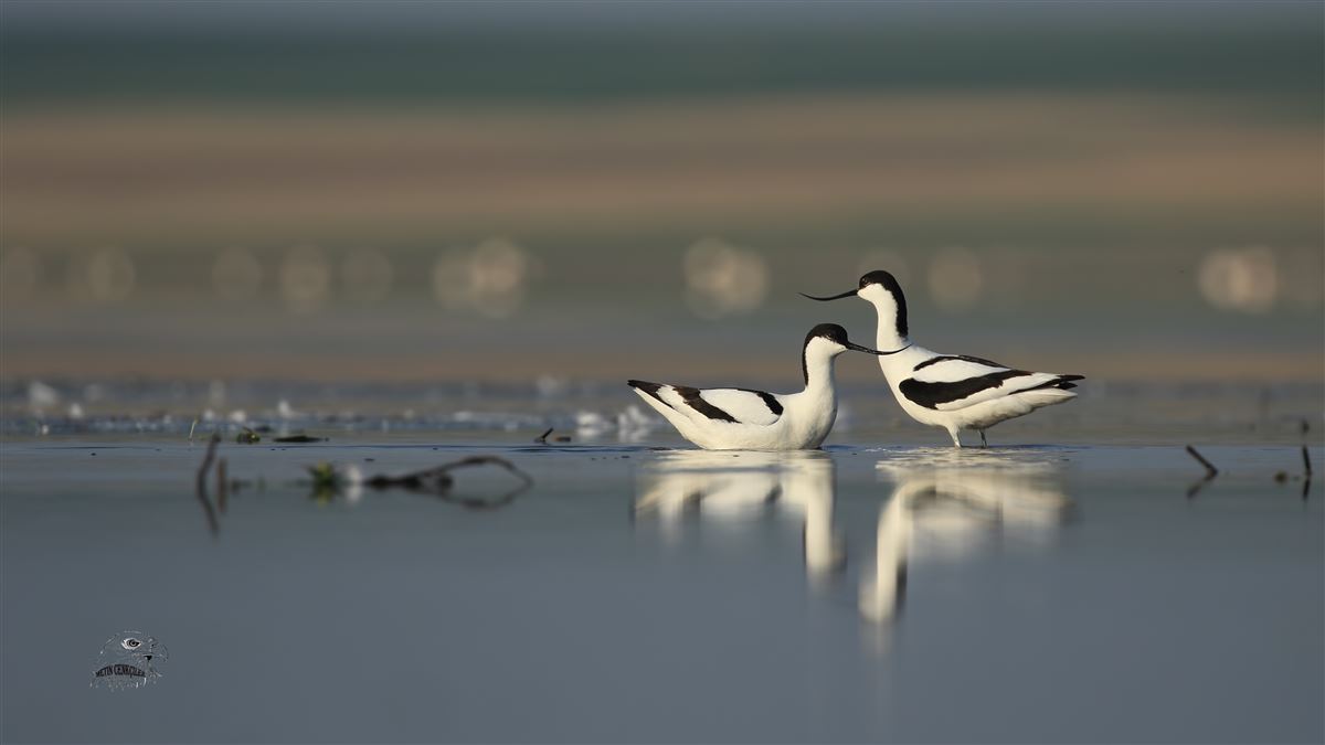 Pied Avocet
