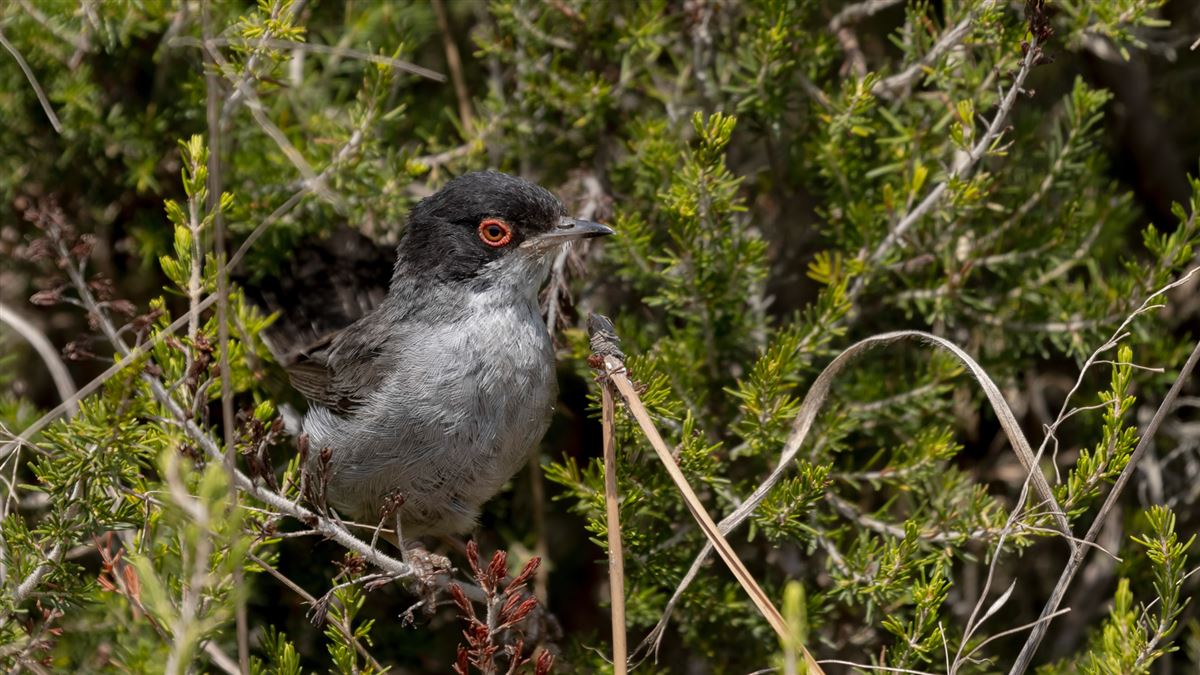 Sardinian Warbler
