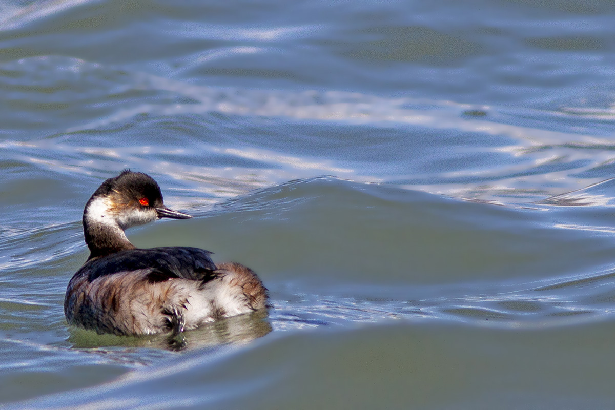 Black-necked Grebe