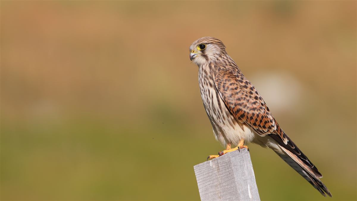 Common Kestrel