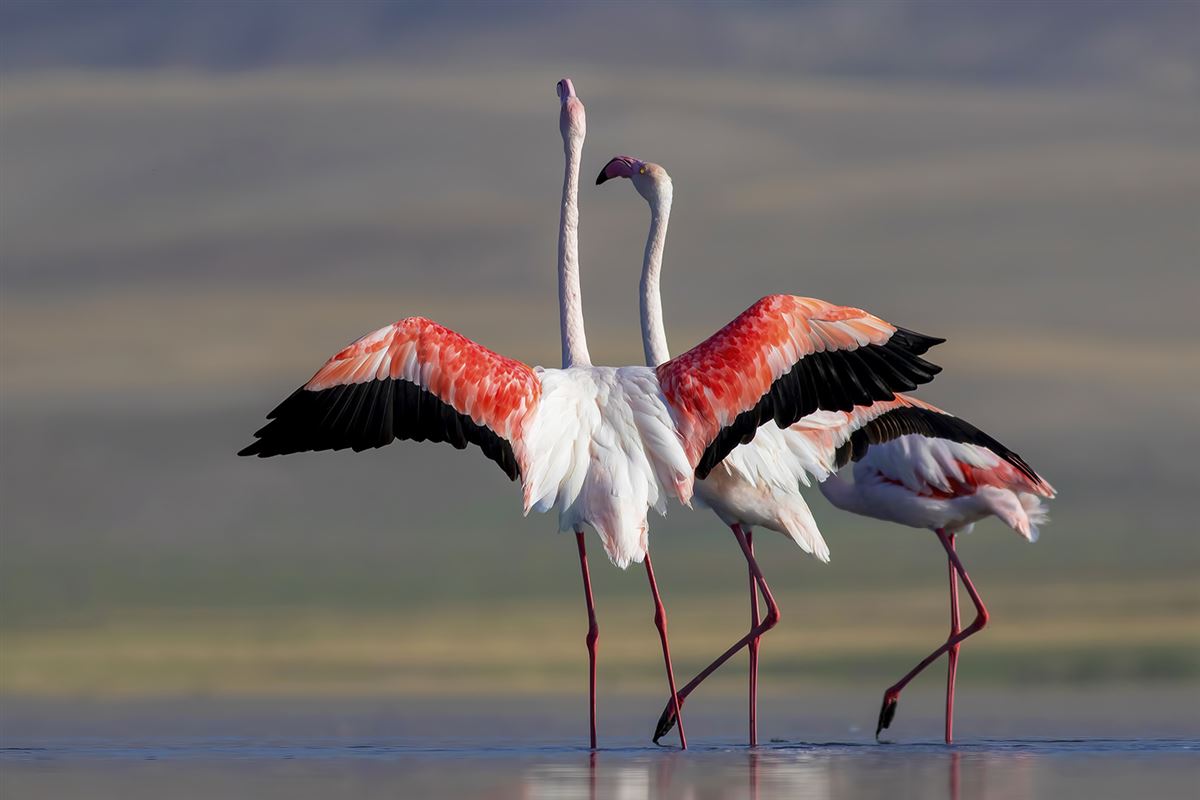 Greater Flamingo