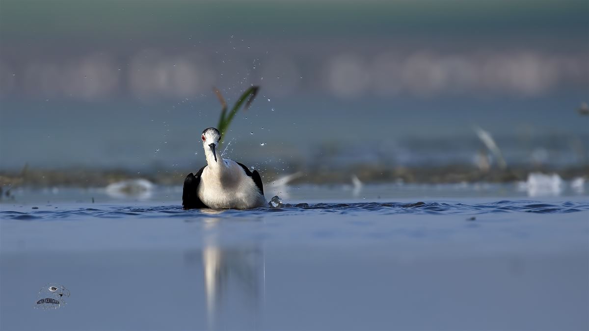 Black-winged Stilt