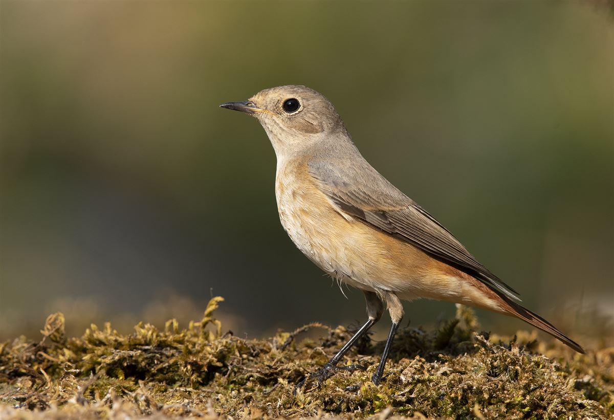 Common Redstart