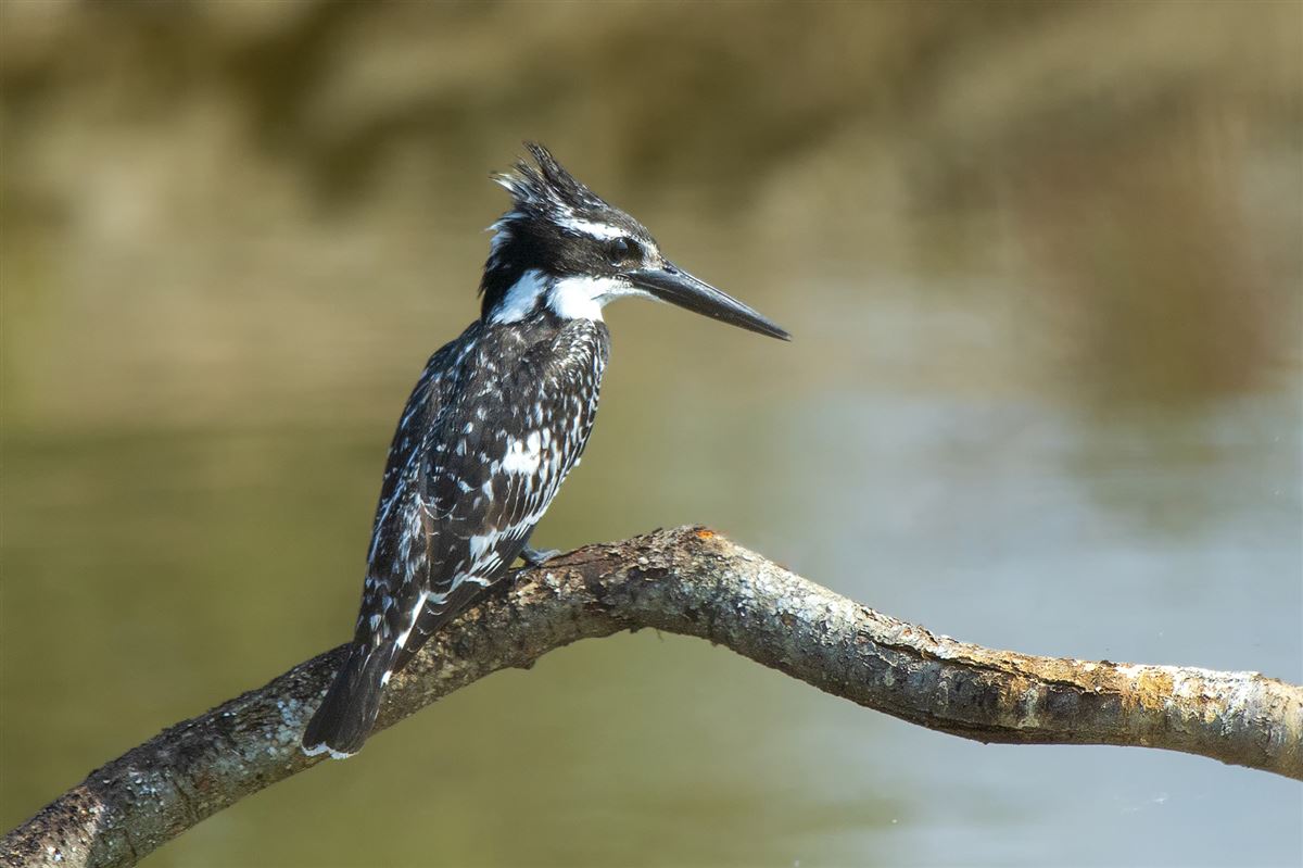 Pied Kingfisher