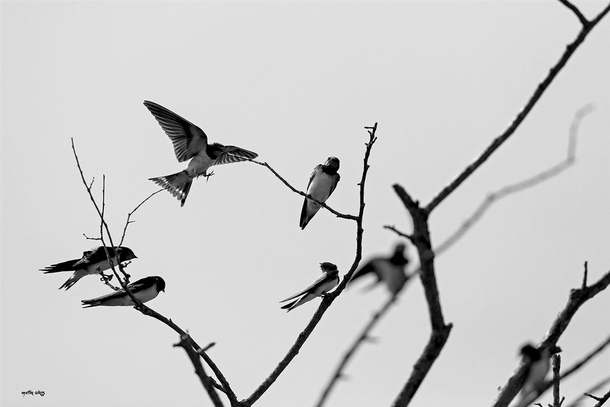 Barn Swallow