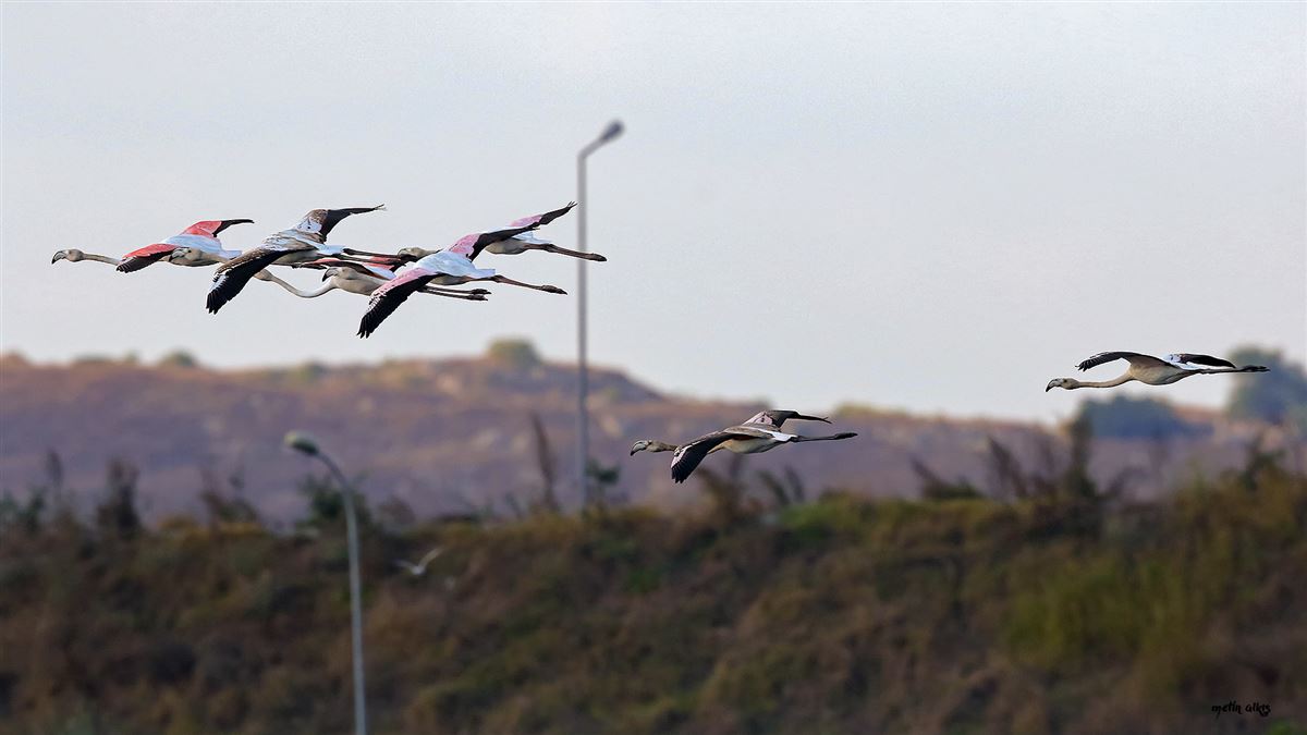 Greater Flamingo