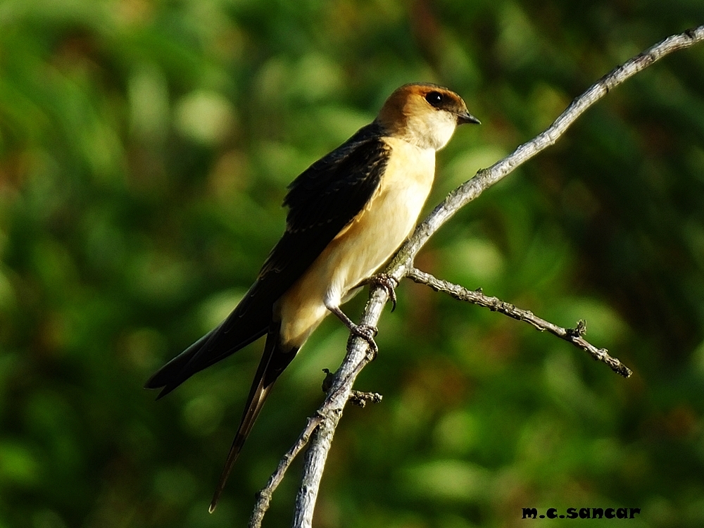 Red-rumped Swallow