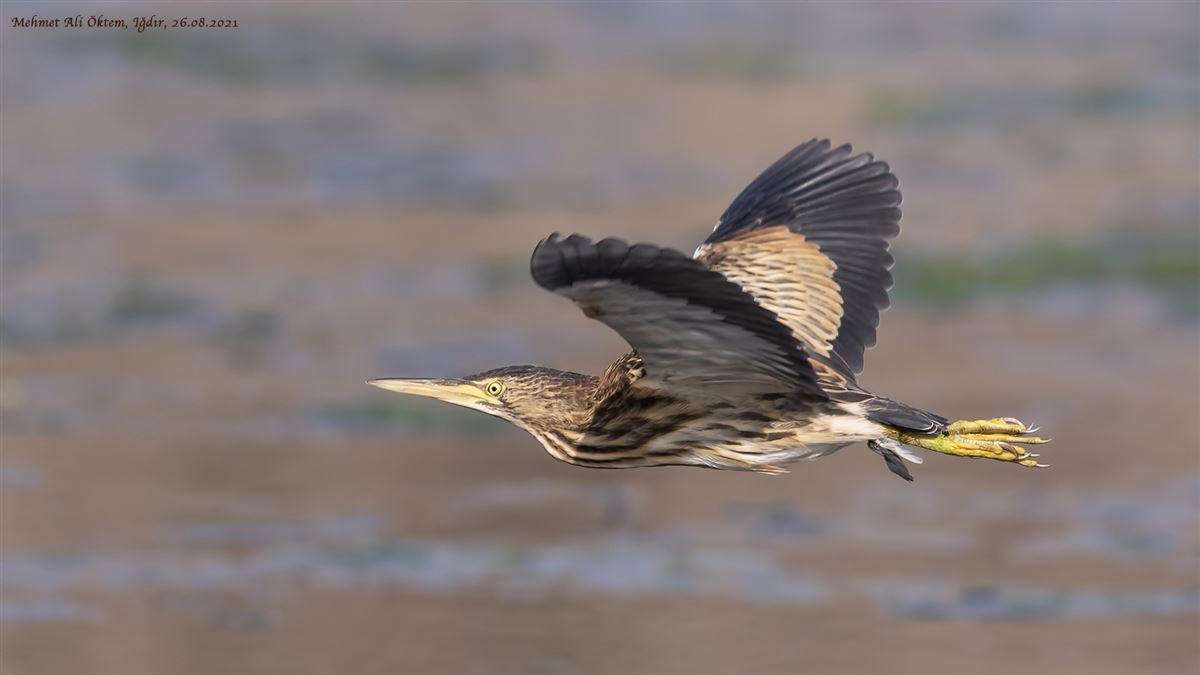 Little Bittern