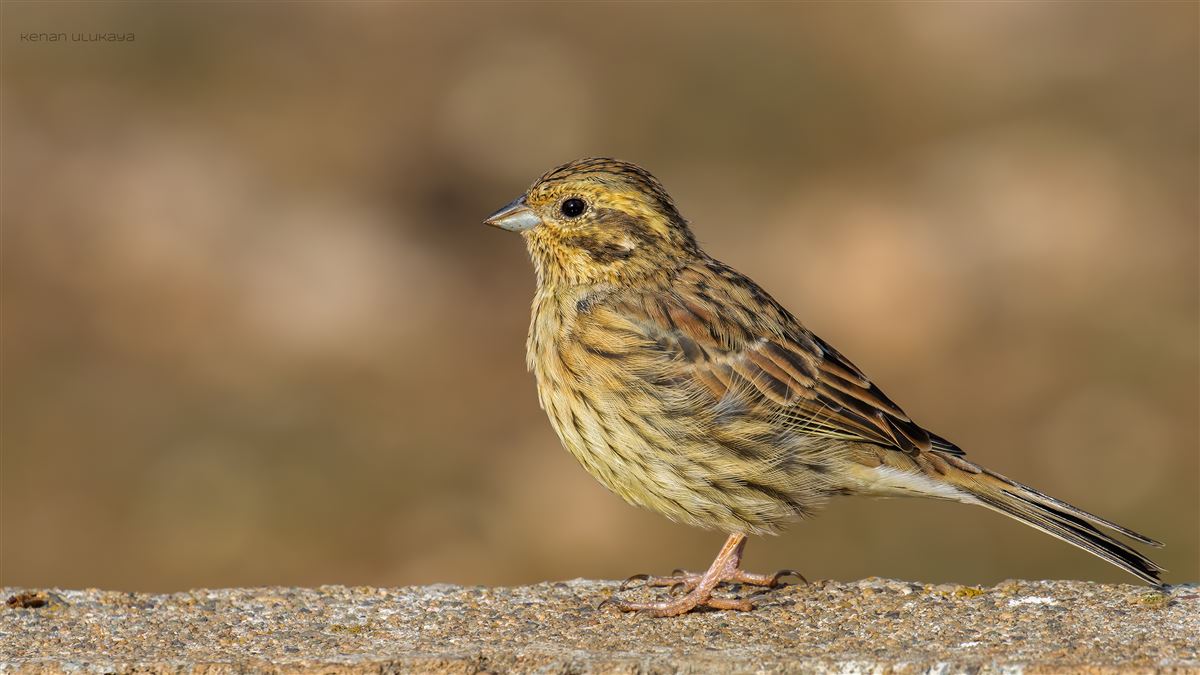 Cirl Bunting