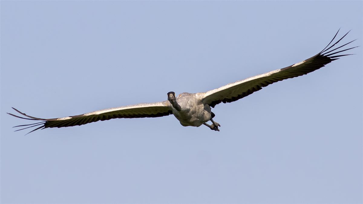 Common Crane