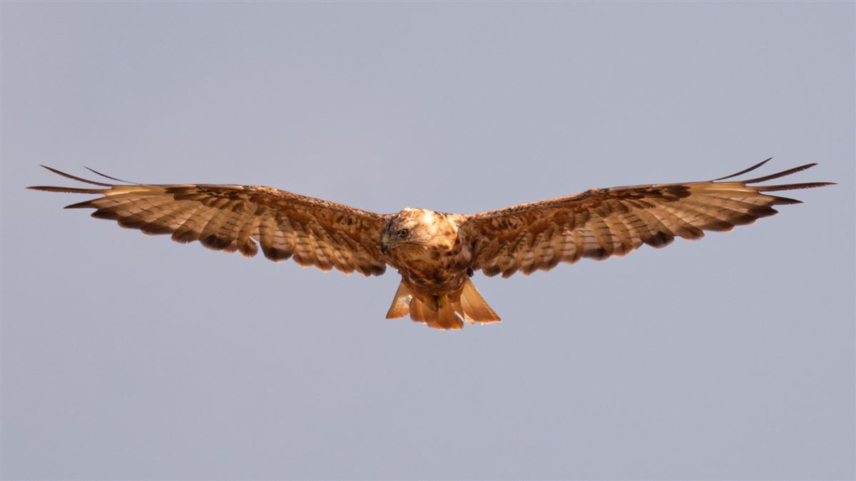 Long-legged Buzzard