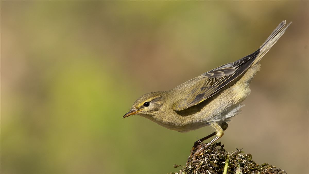 Willow Warbler