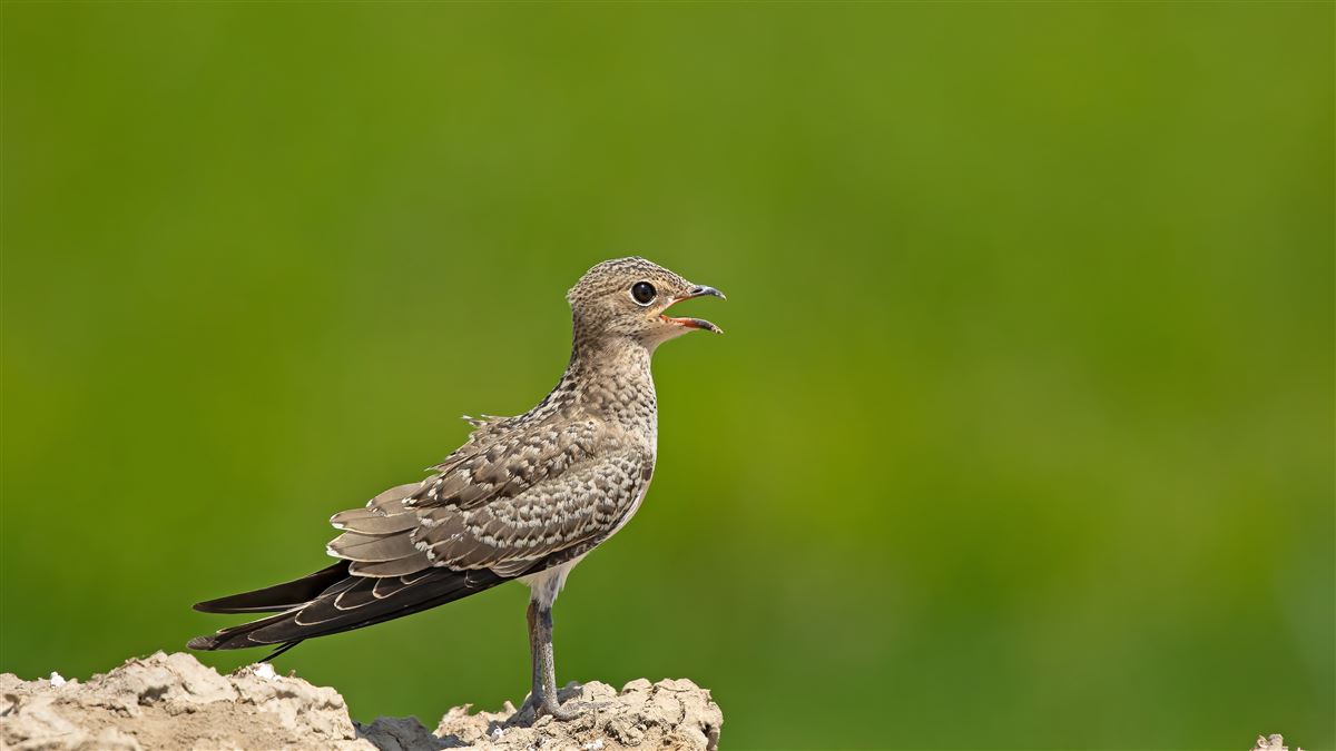 Collared Pratincole
