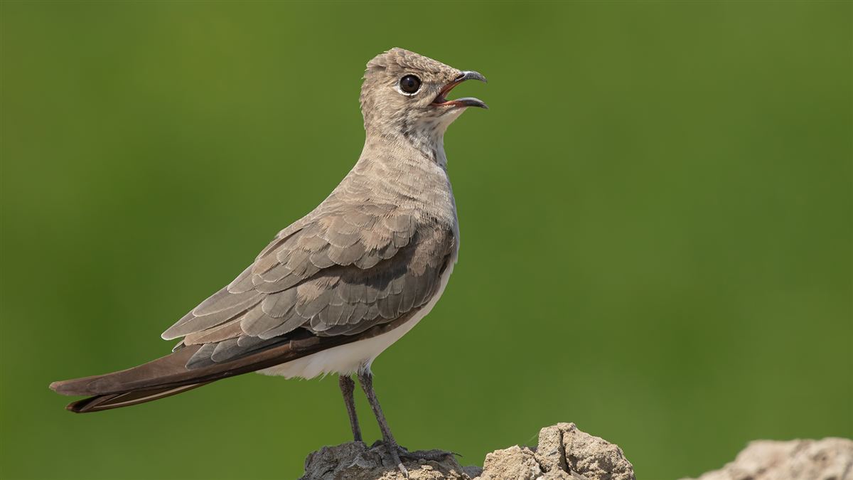 Collared Pratincole
