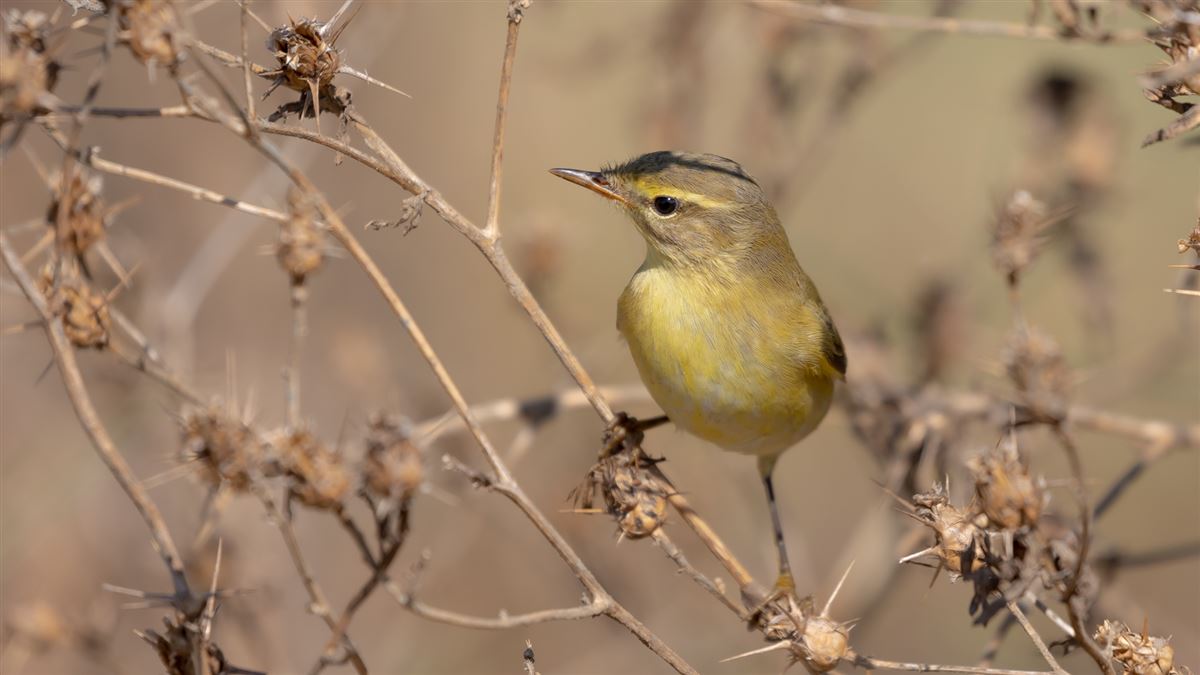 Willow Warbler
